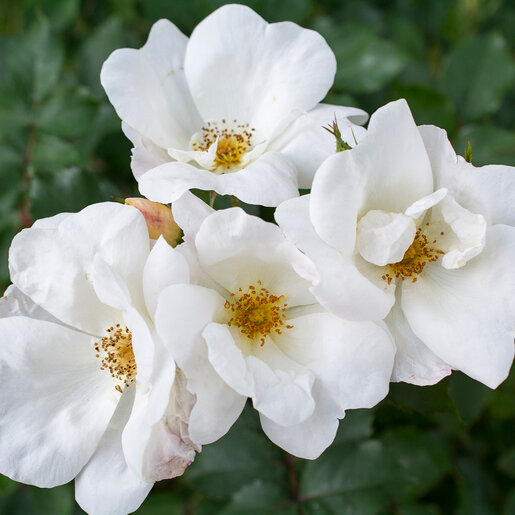 ホワイトローズ Rosa x White Knock Out Rose | SiteOne US